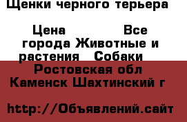 Щенки черного терьера › Цена ­ 35 000 - Все города Животные и растения » Собаки   . Ростовская обл.,Каменск-Шахтинский г.